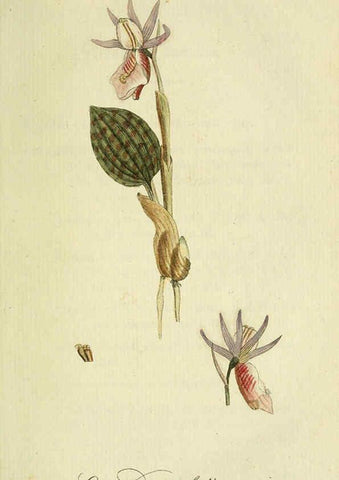 Reproducción/Reproduction 6032619343: Flora Europaea inchoata. fasc.1-7. Norimbergae :Ex Officina Raspeana,1797-1811