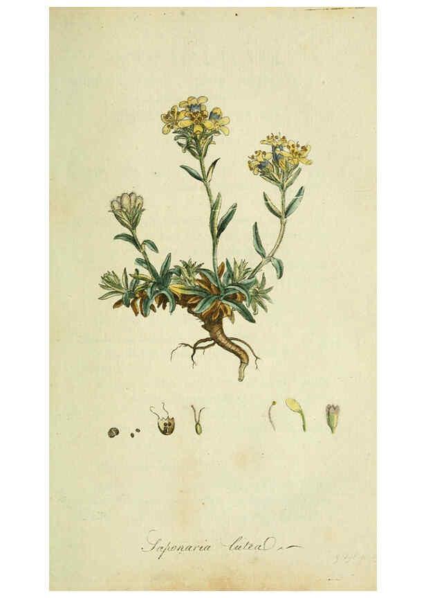 Reproducción/Reproduction 6032619591: Flora Europaea inchoata. fasc.1-7. Norimbergae :Ex Officina Raspeana,1797-1811