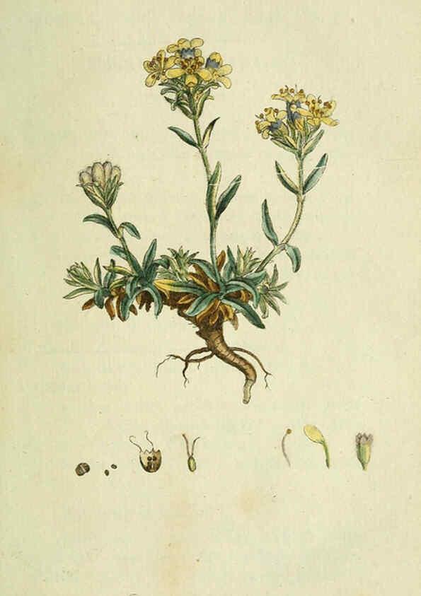 Reproducción/Reproduction 6032619591: Flora Europaea inchoata. fasc.1-7. Norimbergae :Ex Officina Raspeana,1797-1811
