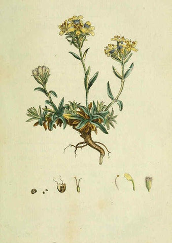 Reproducción/Reproduction 6032619591: Flora Europaea inchoata. fasc.1-7. Norimbergae :Ex Officina Raspeana,1797-1811