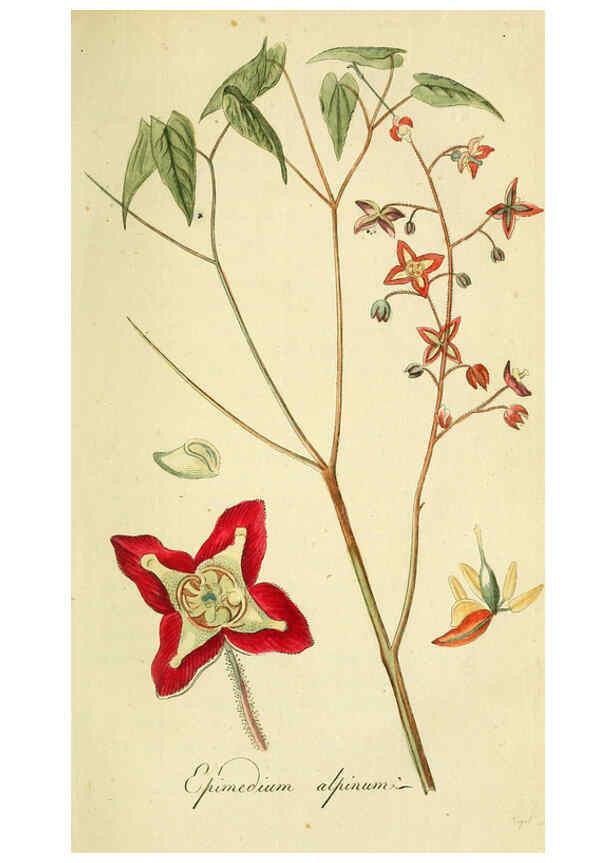Reproducción/Reproduction 6032619925: Flora Europaea inchoata. fasc.1-7. Norimbergae :Ex Officina Raspeana,1797-1811
