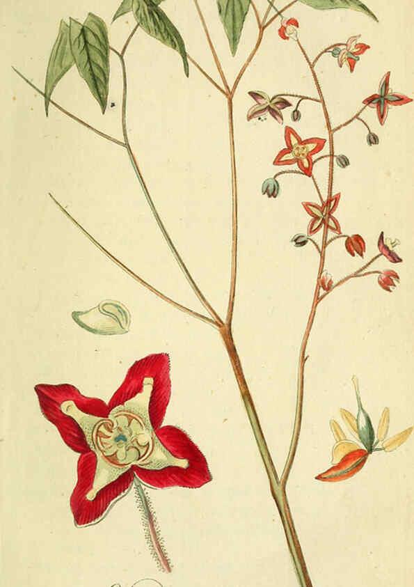 Reproducción/Reproduction 6032619925: Flora Europaea inchoata. fasc.1-7. Norimbergae :Ex Officina Raspeana,1797-1811