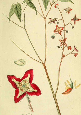 Reproducción/Reproduction 6032619925: Flora Europaea inchoata. fasc.1-7. Norimbergae :Ex Officina Raspeana,1797-1811