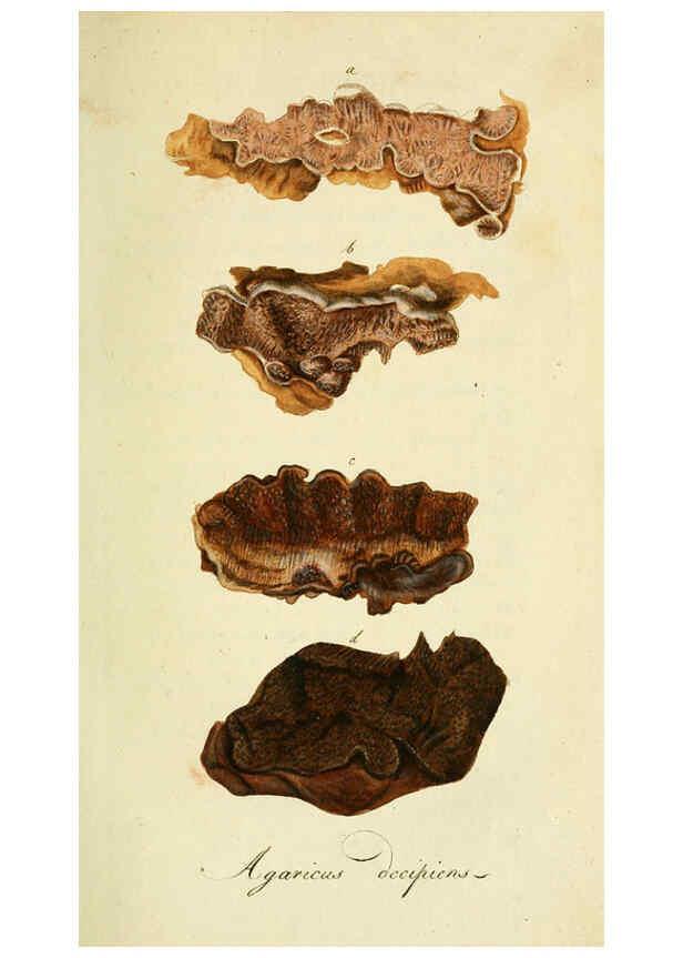 Reproducción/Reproduction 6033178642: Flora Europaea inchoata. fasc.1-7. Norimbergae :Ex Officina Raspeana,1797-1811