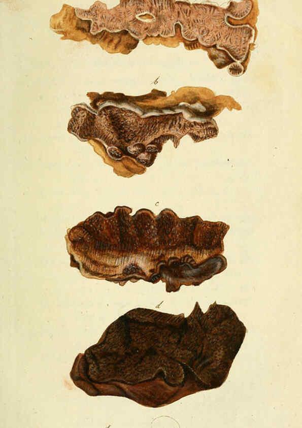Reproducción/Reproduction 6033178642: Flora Europaea inchoata. fasc.1-7. Norimbergae :Ex Officina Raspeana,1797-1811