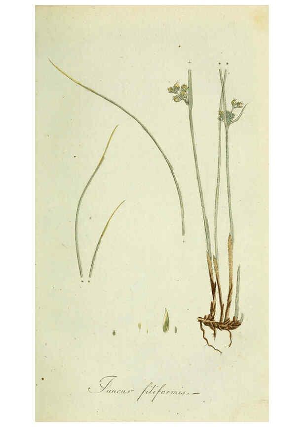 Reproducción/Reproduction 6033178886: Flora Europaea inchoata. fasc.1-7. Norimbergae :Ex Officina Raspeana,1797-1811