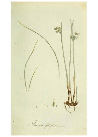 Reproducción/Reproduction 6033178886: Flora Europaea inchoata. fasc.1-7. Norimbergae :Ex Officina Raspeana,1797-1811