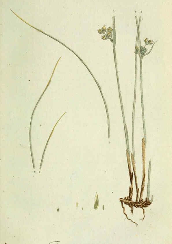 Reproducción/Reproduction 6033178886: Flora Europaea inchoata. fasc.1-7. Norimbergae :Ex Officina Raspeana,1797-1811
