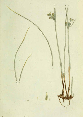 Reproducción/Reproduction 6033178886: Flora Europaea inchoata. fasc.1-7. Norimbergae :Ex Officina Raspeana,1797-1811
