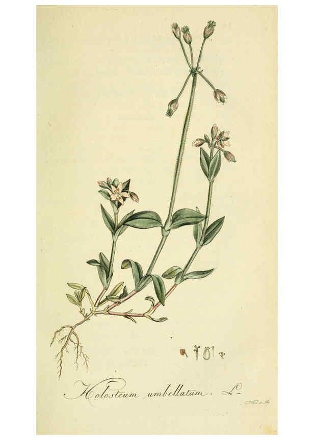 Reproducción/Reproduction 6033179354: Flora Europaea inchoata. fasc.1-7. Norimbergae :Ex Officina Raspeana,1797-1811