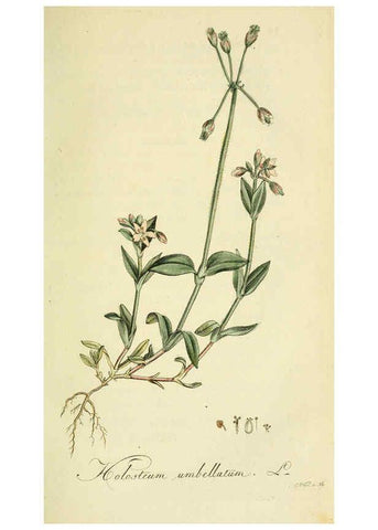 Reproducción/Reproduction 6033179354: Flora Europaea inchoata. fasc.1-7. Norimbergae :Ex Officina Raspeana,1797-1811