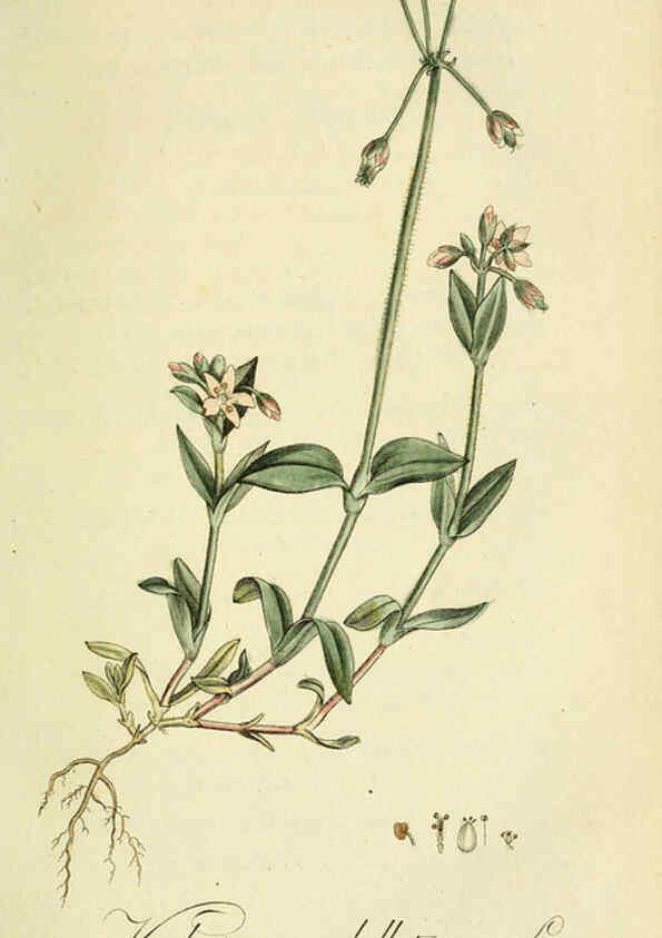 Reproducción/Reproduction 6033179354: Flora Europaea inchoata. fasc.1-7. Norimbergae :Ex Officina Raspeana,1797-1811