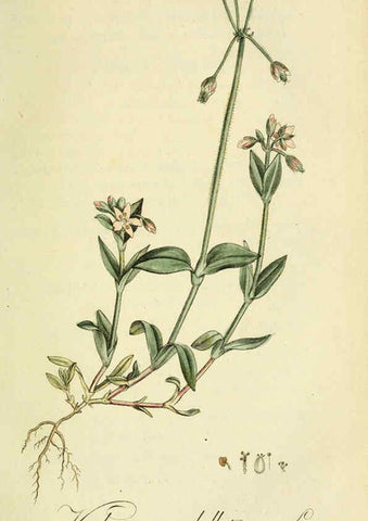Reproducción/Reproduction 6033179354: Flora Europaea inchoata. fasc.1-7. Norimbergae :Ex Officina Raspeana,1797-1811