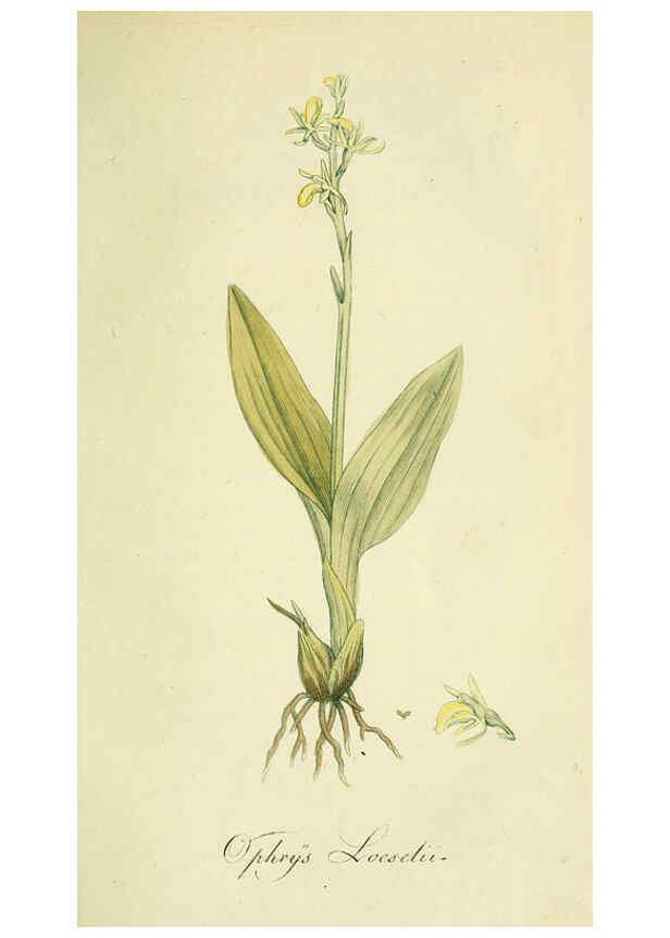 Reproducción/Reproduction 6032621133: Flora Europaea inchoata. fasc.1-7. Norimbergae :Ex Officina Raspeana,1797-1811