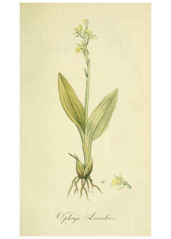 Reproducción/Reproduction 6032621133: Flora Europaea inchoata. fasc.1-7. Norimbergae :Ex Officina Raspeana,1797-1811