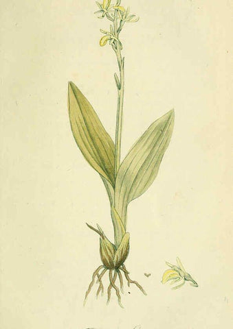 Reproducción/Reproduction 6032621133: Flora Europaea inchoata. fasc.1-7. Norimbergae :Ex Officina Raspeana,1797-1811