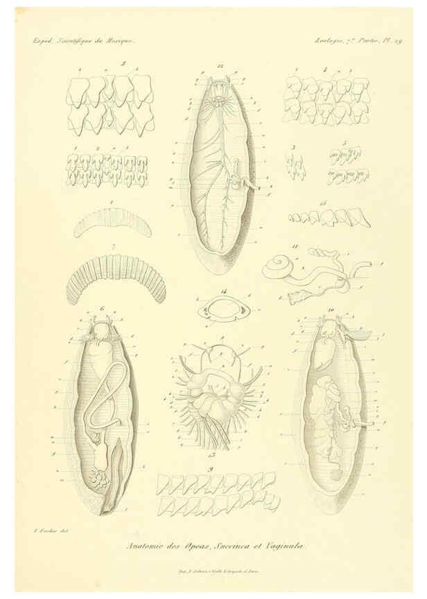 Reproducción/Reproduction 6033131802: Études sur les mollusques terrestres et fluviatales du Mexique et du Guatemala. t.1. Paris :Imprimerie impériale,1870-1902