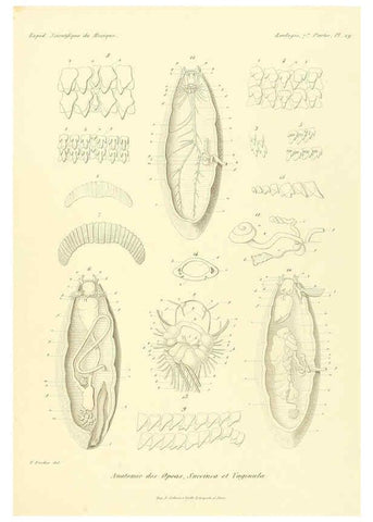 Reproducción/Reproduction 6033131802: Études sur les mollusques terrestres et fluviatales du Mexique et du Guatemala. t.1. Paris :Imprimerie impériale,1870-1902