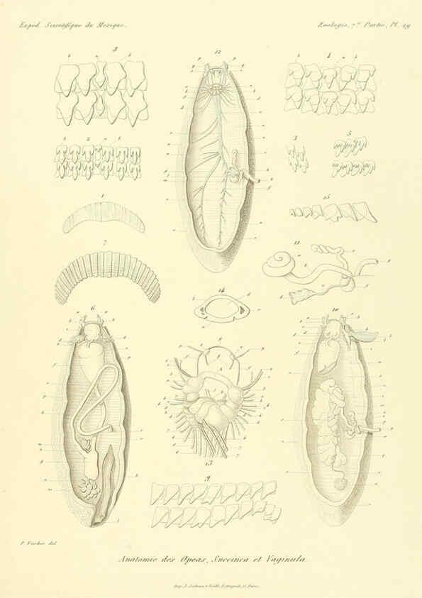 Reproducción/Reproduction 6033131802: Études sur les mollusques terrestres et fluviatales du Mexique et du Guatemala. t.1. Paris :Imprimerie impériale,1870-1902