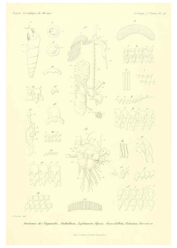 Reproducción/Reproduction 6032573587: Études sur les mollusques terrestres et fluviatales du Mexique et du Guatemala. t.1. Paris :Imprimerie impériale,1870-1902