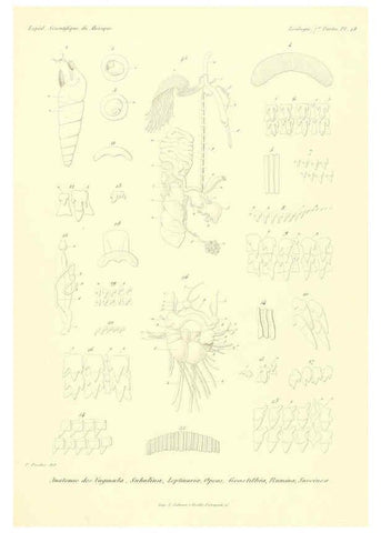 Reproducción/Reproduction 6032573587: Études sur les mollusques terrestres et fluviatales du Mexique et du Guatemala. t.1. Paris :Imprimerie impériale,1870-1902