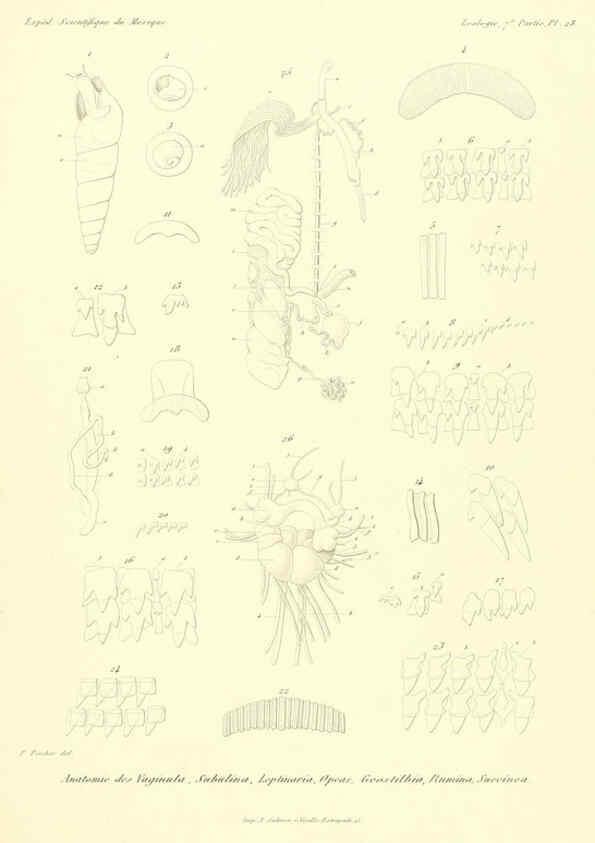Reproducción/Reproduction 6032573587: Études sur les mollusques terrestres et fluviatales du Mexique et du Guatemala. t.1. Paris :Imprimerie impériale,1870-1902