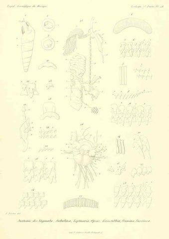 Reproducción/Reproduction 6032573587: Études sur les mollusques terrestres et fluviatales du Mexique et du Guatemala. t.1. Paris :Imprimerie impériale,1870-1902