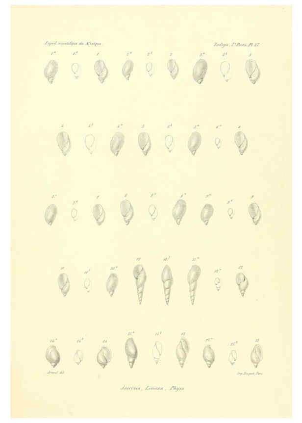 Reproducción/Reproduction 6032573407: Études sur les mollusques terrestres et fluviatales du Mexique et du Guatemala. t.1. Paris :Imprimerie impériale,1870-1902