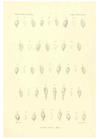 Reproducción/Reproduction 6032573407: Études sur les mollusques terrestres et fluviatales du Mexique et du Guatemala. t.1. Paris :Imprimerie impériale,1870-1902
