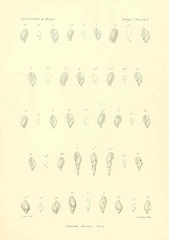 Reproducción/Reproduction 6032573407: Études sur les mollusques terrestres et fluviatales du Mexique et du Guatemala. t.1. Paris :Imprimerie impériale,1870-1902