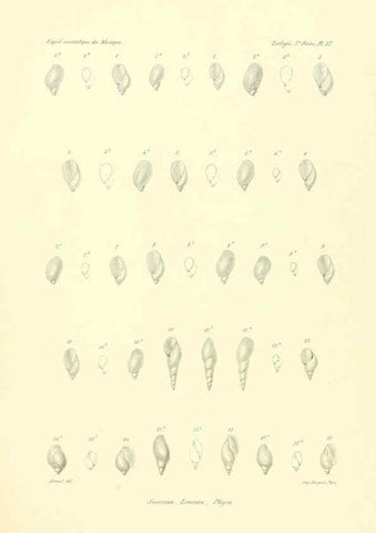 Reproducción/Reproduction 6032573407: Études sur les mollusques terrestres et fluviatales du Mexique et du Guatemala. t.1. Paris :Imprimerie impériale,1870-1902