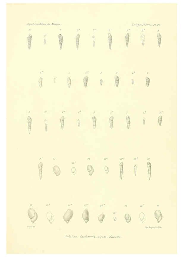 Reproducción/Reproduction 6032573225: Études sur les mollusques terrestres et fluviatales du Mexique et du Guatemala. t.1. Paris :Imprimerie impériale,1870-1902