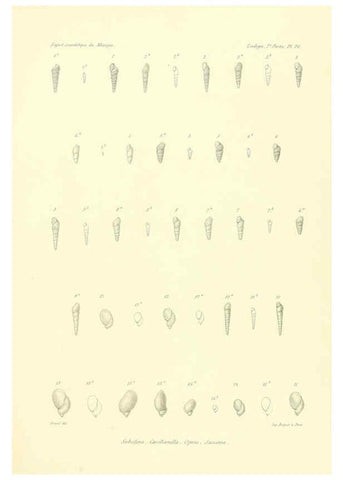 Reproducción/Reproduction 6032573225: Études sur les mollusques terrestres et fluviatales du Mexique et du Guatemala. t.1. Paris :Imprimerie impériale,1870-1902