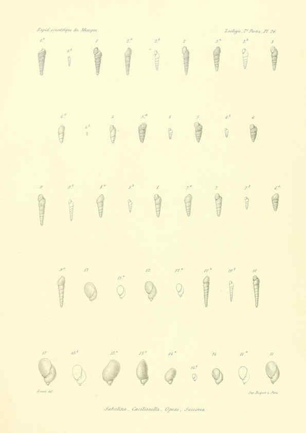 Reproducción/Reproduction 6032573225: Études sur les mollusques terrestres et fluviatales du Mexique et du Guatemala. t.1. Paris :Imprimerie impériale,1870-1902