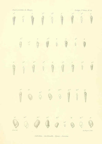 Reproducción/Reproduction 6032573225: Études sur les mollusques terrestres et fluviatales du Mexique et du Guatemala. t.1. Paris :Imprimerie impériale,1870-1902