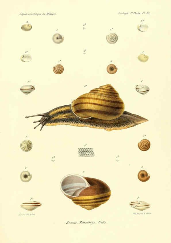 Reproducción/Reproduction 6032568601: Études sur les mollusques terrestres et fluviatales du Mexique et du Guatemala. t.1. Paris :Imprimerie impériale,1870-1902