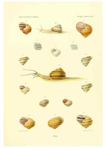 Reproducción/Reproduction 6032569067: Études sur les mollusques terrestres et fluviatales du Mexique et du Guatemala. t.1. Paris :Imprimerie impériale,1870-1902