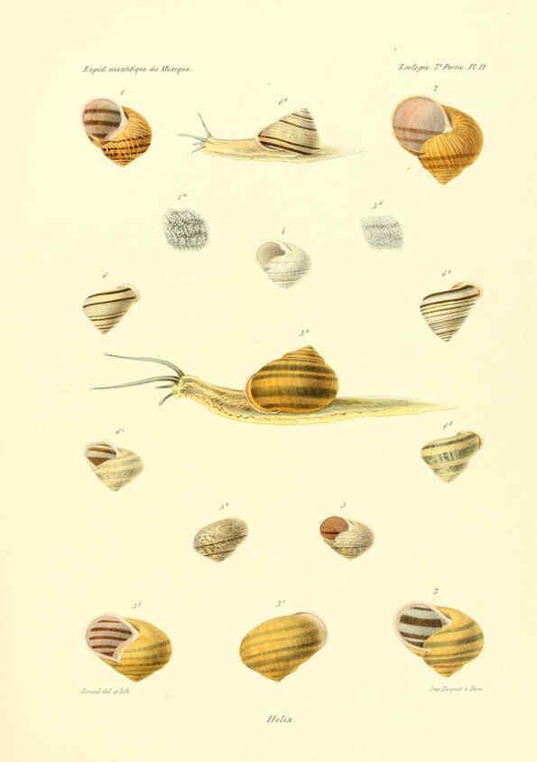 Reproducción/Reproduction 6032569067: Études sur les mollusques terrestres et fluviatales du Mexique et du Guatemala. t.1. Paris :Imprimerie impériale,1870-1902