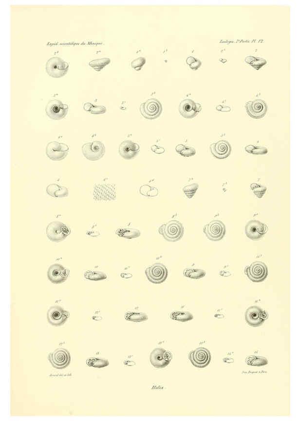 Reproducción/Reproduction 6032569253: Études sur les mollusques terrestres et fluviatales du Mexique et du Guatemala. t.1. Paris :Imprimerie impériale,1870-1902