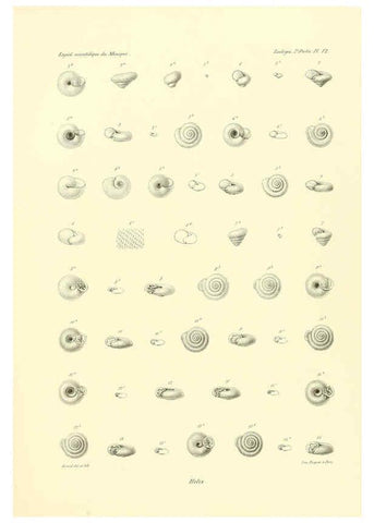 Reproducción/Reproduction 6032569253: Études sur les mollusques terrestres et fluviatales du Mexique et du Guatemala. t.1. Paris :Imprimerie impériale,1870-1902