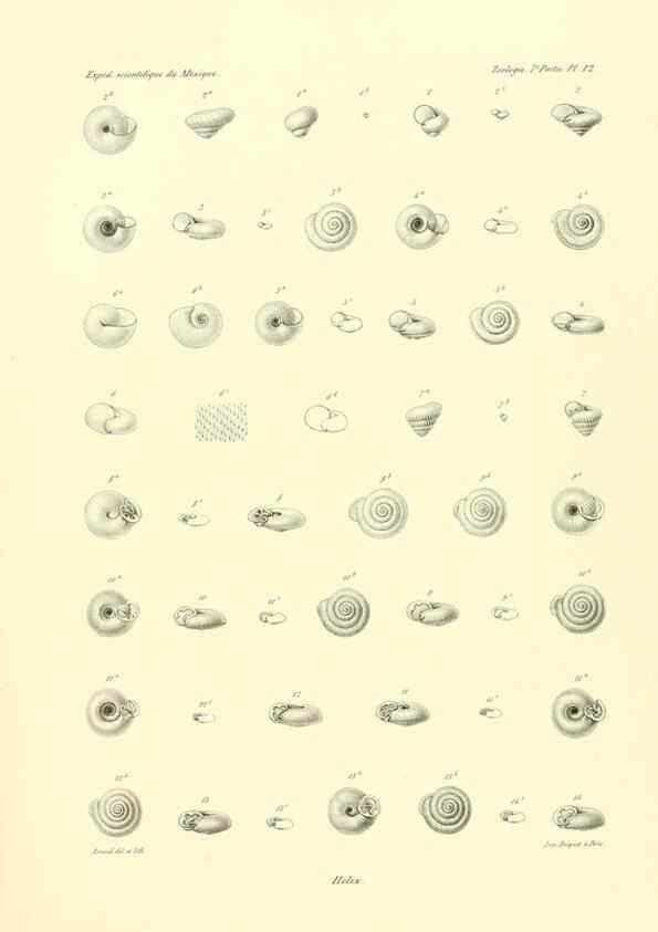 Reproducción/Reproduction 6032569253: Études sur les mollusques terrestres et fluviatales du Mexique et du Guatemala. t.1. Paris :Imprimerie impériale,1870-1902