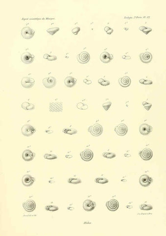 Reproducción/Reproduction 6032569253: Études sur les mollusques terrestres et fluviatales du Mexique et du Guatemala. t.1. Paris :Imprimerie impériale,1870-1902