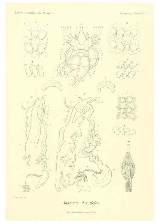 Reproducción/Reproduction 6033127632: Études sur les mollusques terrestres et fluviatales du Mexique et du Guatemala. t.1. Paris :Imprimerie impériale,1870-1902