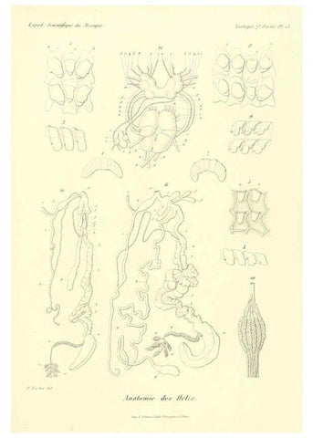 Reproducción/Reproduction 6033127632: Études sur les mollusques terrestres et fluviatales du Mexique et du Guatemala. t.1. Paris :Imprimerie impériale,1870-1902