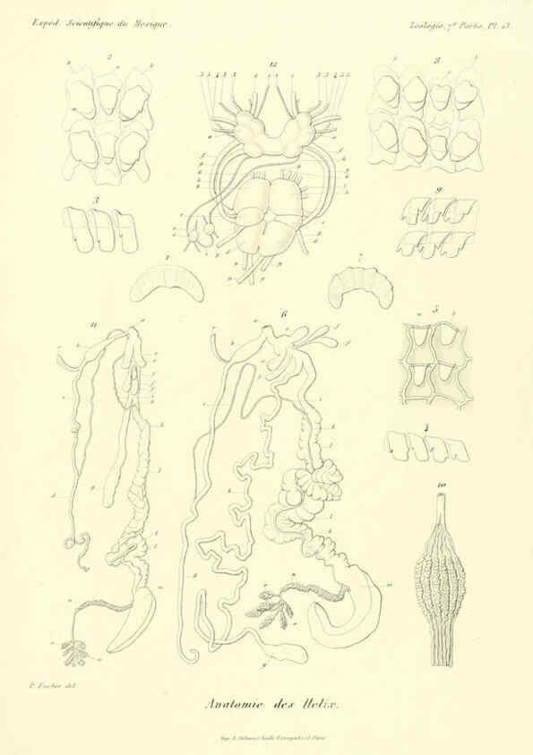 Reproducción/Reproduction 6033127632: Études sur les mollusques terrestres et fluviatales du Mexique et du Guatemala. t.1. Paris :Imprimerie impériale,1870-1902
