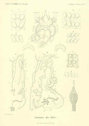 Reproducción/Reproduction 6033127632: Études sur les mollusques terrestres et fluviatales du Mexique et du Guatemala. t.1. Paris :Imprimerie impériale,1870-1902