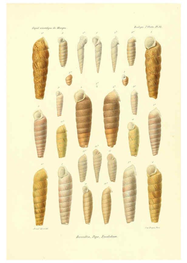Reproducción/Reproduction 6033128114: Études sur les mollusques terrestres et fluviatales du Mexique et du Guatemala. t.1. Paris :Imprimerie impériale,1870-1902