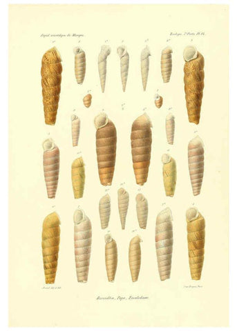 Reproducción/Reproduction 6033128114: Études sur les mollusques terrestres et fluviatales du Mexique et du Guatemala. t.1. Paris :Imprimerie impériale,1870-1902