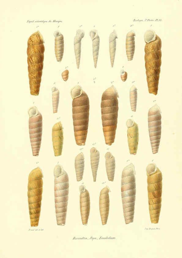 Reproducción/Reproduction 6033128114: Études sur les mollusques terrestres et fluviatales du Mexique et du Guatemala. t.1. Paris :Imprimerie impériale,1870-1902