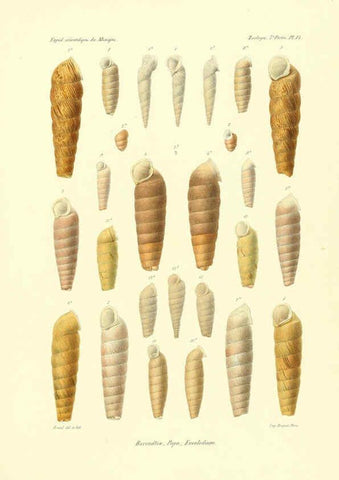 Reproducción/Reproduction 6033128114: Études sur les mollusques terrestres et fluviatales du Mexique et du Guatemala. t.1. Paris :Imprimerie impériale,1870-1902